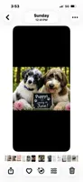 Coming soon, a  Saint Berdoodle for sale in Batavia, OH – 1 of 5