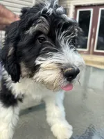 Winchester, a male Miniature Bernedoodle and Miniature Aussiedoodle for sale in Batavia, OH – 2 of 5