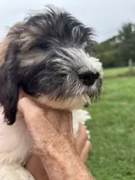 Green, a female Saint Berdoodle for sale in Batavia, OH – 7 of 7