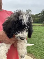 Ref, a female Saint Berdoodle for sale in Batavia, OH – 7 of 8