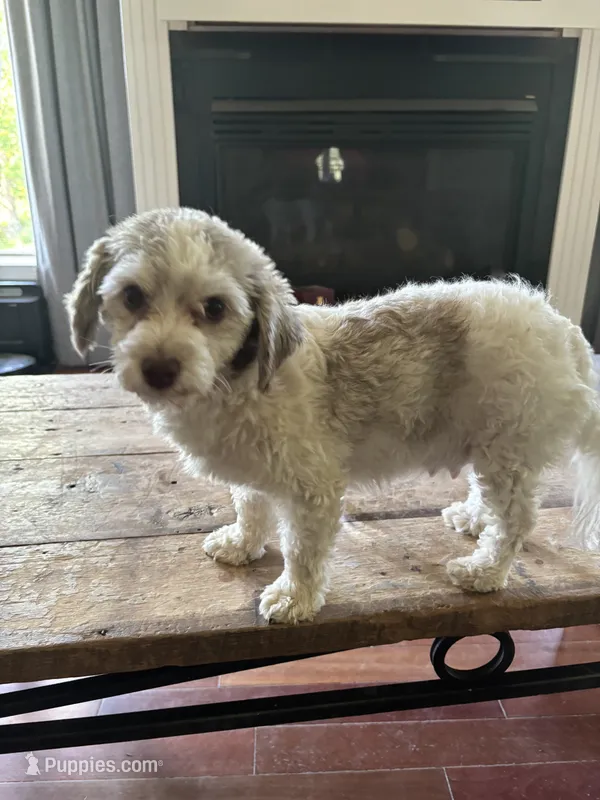 Not born yet – Havapoo puppy for sale in Batavia, OH