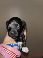 Poppy, a female Havapoo for sale in Batavia, OH – 3 of 7