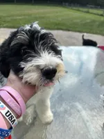 Winchester, a male Miniature Bernedoodle and Miniature Aussiedoodle for sale in Batavia, OH – 5 of 5