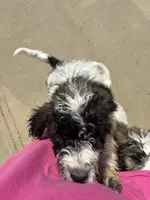 Ref, a female Saint Berdoodle for sale in Batavia, OH – 3 of 8