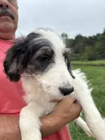 Princess, a female Saint Berdoodle for sale in Batavia, OH – 4 of 9