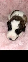 Tinker.     Baby blue, a female Saint Berdoodle for sale in Batavia, OH – 4 of 4