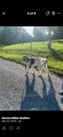 Coming soon, a  Saint Berdoodle for sale in Batavia, OH – 5 of 5