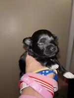Poppy, a female Havapoo for sale in Batavia, OH – 5 of 7