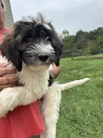 Green, a female Saint Berdoodle for sale in Batavia, OH – 2 of 7