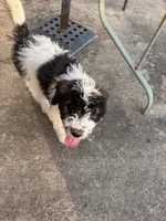 Ref, a female Saint Berdoodle for sale in Batavia, OH – 6 of 8