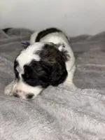 Ziggy. Purple, a female Saint Berdoodle for sale in Batavia, OH – 2 of 5