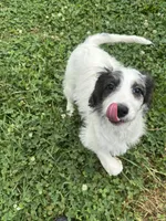 Princess, a female Saint Berdoodle for sale in Batavia, OH – 9 of 9