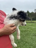 Princess, a female Saint Berdoodle for sale in Batavia, OH – 5 of 9