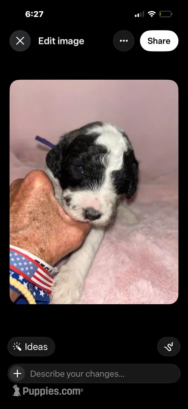 Ziggy. Purple – Saint Berdoodle puppy for sale in Batavia, OH