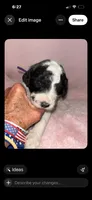 Ziggy. Purple, a female Saint Berdoodle for sale in Batavia, OH – 1 of 5