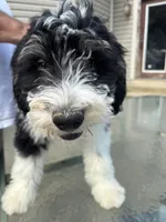 Winchester, a male Miniature Bernedoodle and Miniature Aussiedoodle for sale in Batavia, OH – 4 of 5