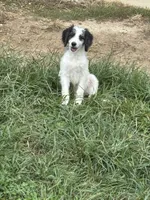 Princess, a female Saint Berdoodle for sale in Batavia, OH – 6 of 9
