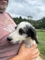 Princess, a female Saint Berdoodle for sale in Batavia, OH – 7 of 9