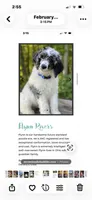 Coming soon, a  Saint Berdoodle for sale in Batavia, OH – 2 of 5