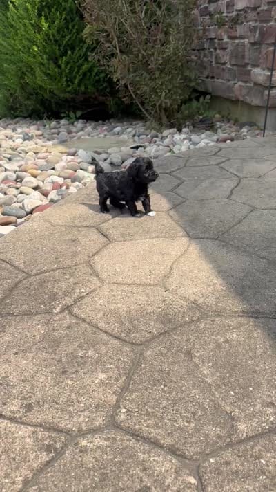 Poppy, a female Havapoo for sale in Batavia, OH – 7 of 7