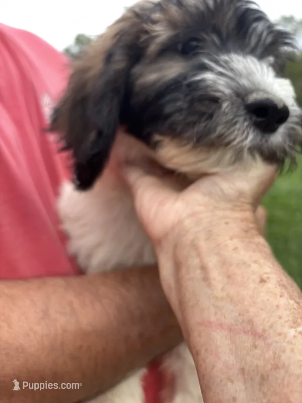 Green – Saint Berdoodle puppy for sale in Batavia, OH