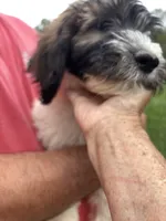 Green, a female Saint Berdoodle for sale in Batavia, OH – 1 of 7