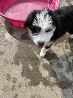 Oreo, a female Miniature Bernedoodle and Miniature Aussiedoodle for sale in Batavia, OH – 4 of 4