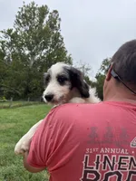 Princess, a female Saint Berdoodle for sale in Batavia, OH – 3 of 9