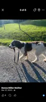 Coming soon, a  Saint Berdoodle for sale in Batavia, OH – 3 of 5