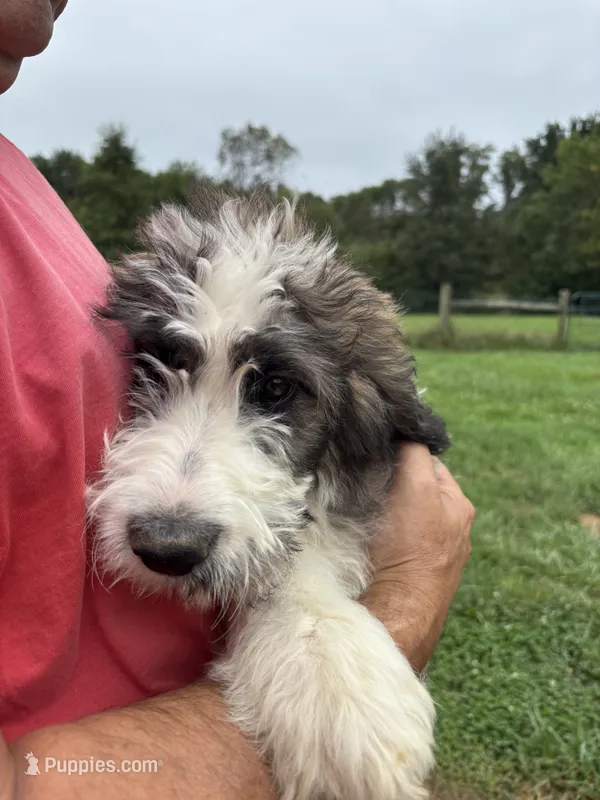 Turquoise  – Saint Berdoodle puppy for sale in Batavia, OH