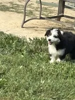 Oreo, a female Miniature Bernedoodle and Miniature Aussiedoodle for sale in Batavia, OH – 3 of 4