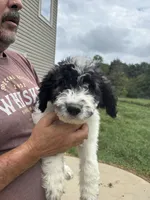 Green, a female Saint Berdoodle for sale in Batavia, OH – 4 of 7