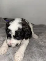 Ziggy. Purple, a female Saint Berdoodle for sale in Batavia, OH – 5 of 5