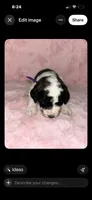 Ziggy. Purple, a female Saint Berdoodle for sale in Batavia, OH – 3 of 5