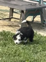 Oreo, a female Miniature Bernedoodle and Miniature Aussiedoodle for sale in Batavia, OH – 2 of 4