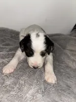 Milli.     Pale pink, a female Saint Berdoodle for sale in Batavia, OH – 2 of 4