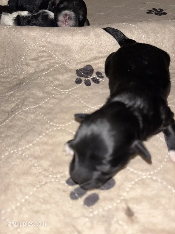 Poppy – Havapoo puppy for sale in Batavia, OH