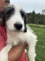 Princess, a female Saint Berdoodle for sale in Batavia, OH – 2 of 9