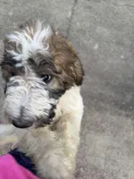 Turquoise , a female Saint Berdoodle for sale in Batavia, OH – 2 of 5