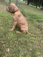 Red, a female Cane Corso for sale in Red Oak, TX – Photo 8 of 8