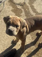 Red, a female Cane Corso for sale in Red Oak, TX – Photo 2 of 5