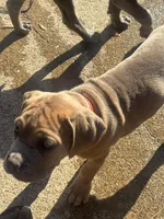 Red, a female Cane Corso for sale in Red Oak, TX – Photo 3 of 5
