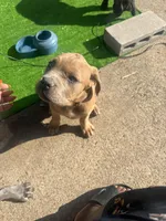 Red, a female Cane Corso for sale in Red Oak, TX – Photo 5 of 5