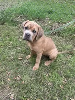 Red, a female Cane Corso for sale in Red Oak, TX – Photo 6 of 8