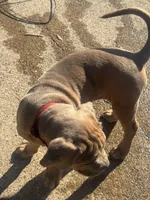 Red, a female Cane Corso for sale in Red Oak, TX – Photo 4 of 5