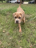Red, a female Cane Corso for sale in Red Oak, TX – Photo 7 of 8