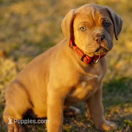 Red – Cane Corso puppy for sale in Red Oak, TX