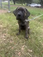 KiKi, a female Cane Corso for sale in Red Oak, TX – Photo 4 of 4