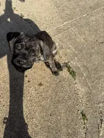 KiKi, a female Cane Corso for sale in Red Oak, TX – Photo 3 of 4