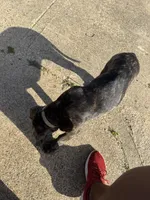 KiKi, a female Cane Corso for sale in Red Oak, TX – Photo 2 of 4